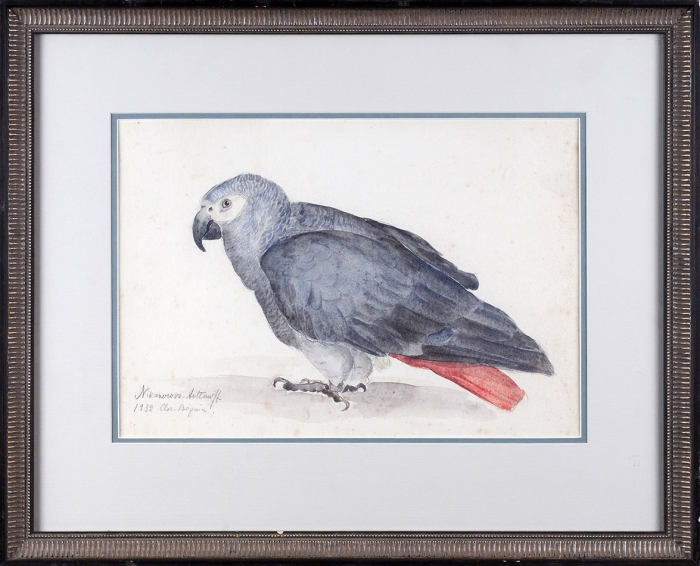 Никанорова Лидия Андреевна (1895–1938) «Попугай». 1932. Бумага, графитный карандаш, акварель, 25x36 см (в свету).