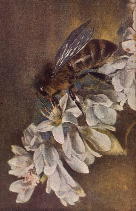Халифман, И.А. Пчелы / худ. Б. Жутовский. 4-е изд. М.: Молодая гвардия, 1963.